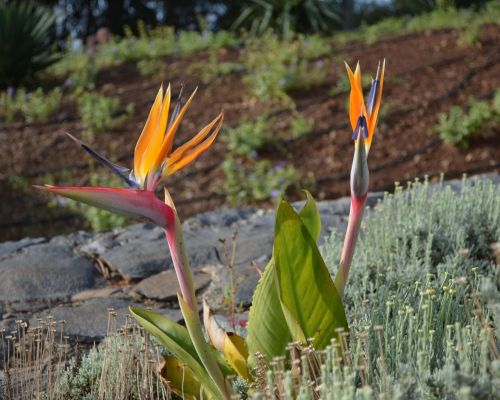 Paradijsvogel bloem (Strelitzia)