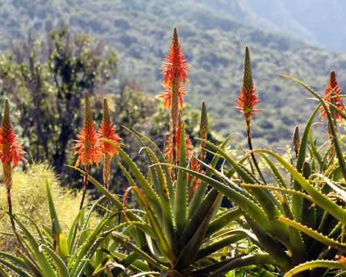 Aloë Arborescens