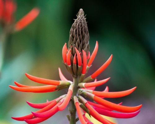 Koraalbloem (Erythrina Speciosa)