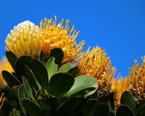 Gele Suikerbos (Protea)