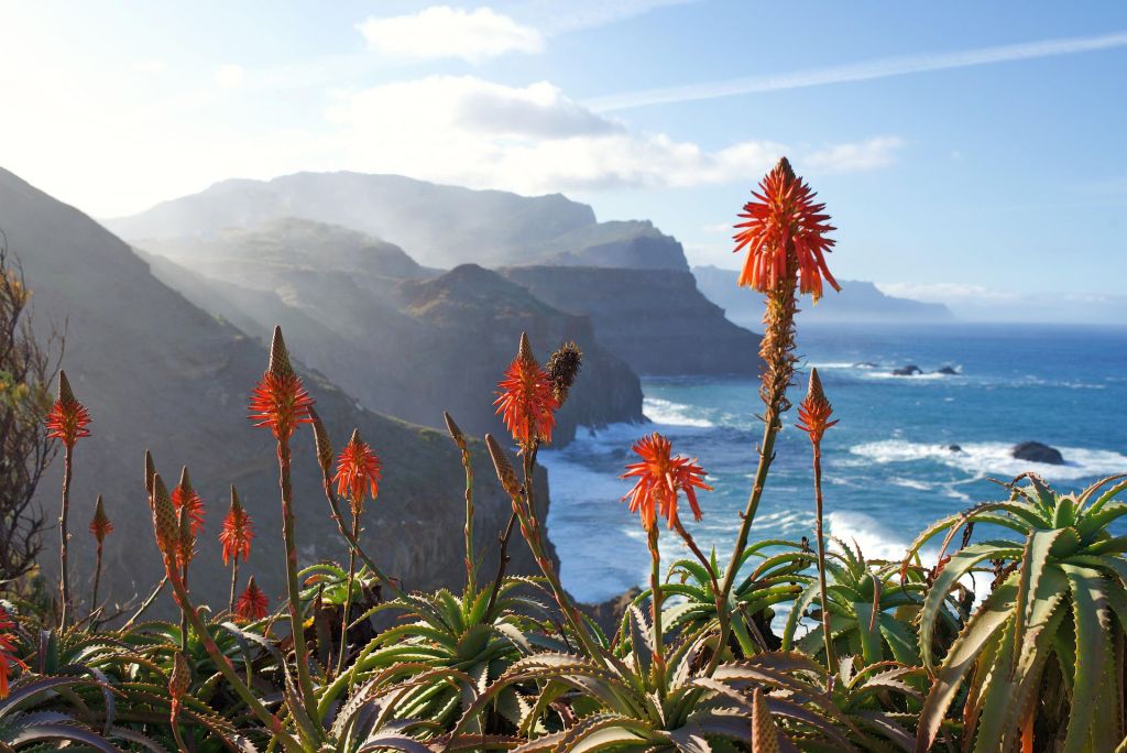 Bloemen panorama aloe madeira