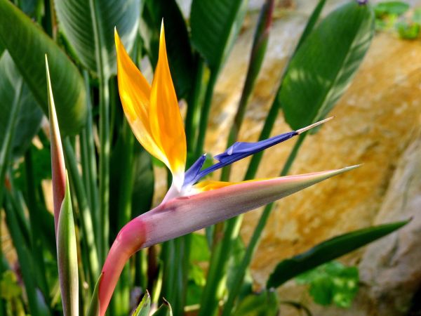 Strelitzia bloem