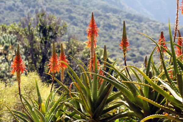 Aloe bloem van Madeira