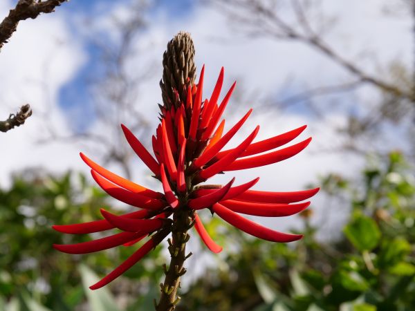 Koraalboom - erythrina corallodendron