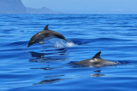 twee dolfijnen in de oceaan